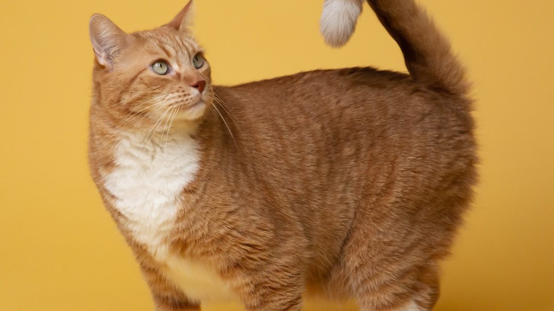 orange tabby cat on yellow surface